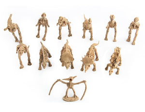 12 Stk. Dinosaurier Fossil Figuren Set kaufen - Dinosaurier.store