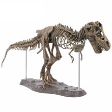 Laden Sie das Bild in den Galerie-Viewer, XXL T-Rex Dinosaurier Skelett Modell (ca. 68cm) kaufen - Dinosaurier.store