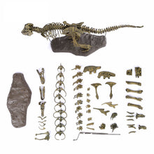 Laden Sie das Bild in den Galerie-Viewer, XXL T-Rex Dinosaurier Skelett Modell (ca. 68cm) kaufen - Dinosaurier.store