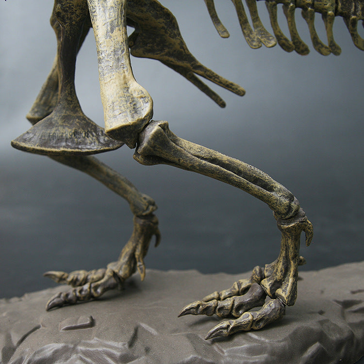 XXL T-Rex Dinosaurier Skelett Modell (ca. 68cm) –